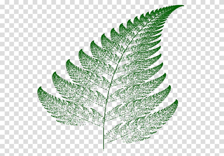 Barnsley fern Fractal Iterated function system Self-similarity, chart transparent background PNG clipart