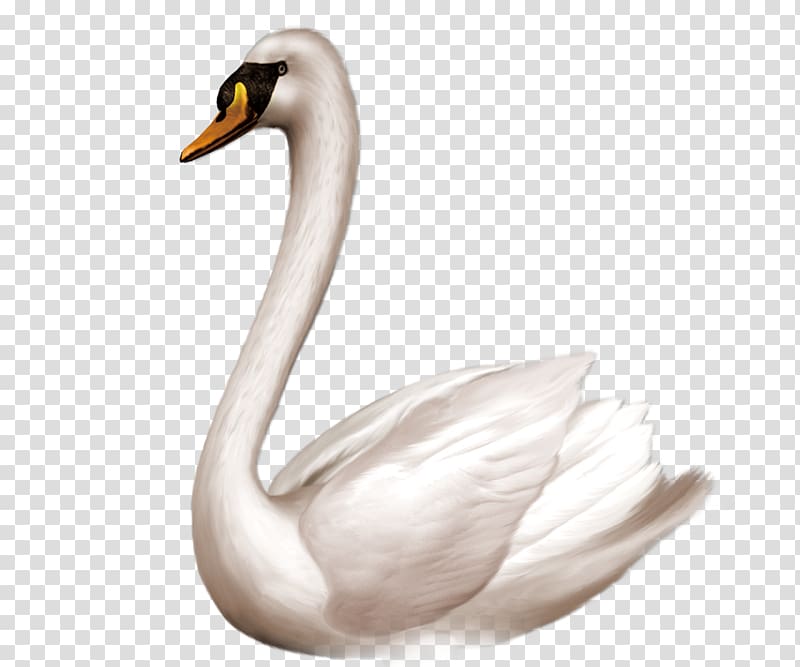 Swan goose Bird Domestic goose , White swan transparent background PNG clipart