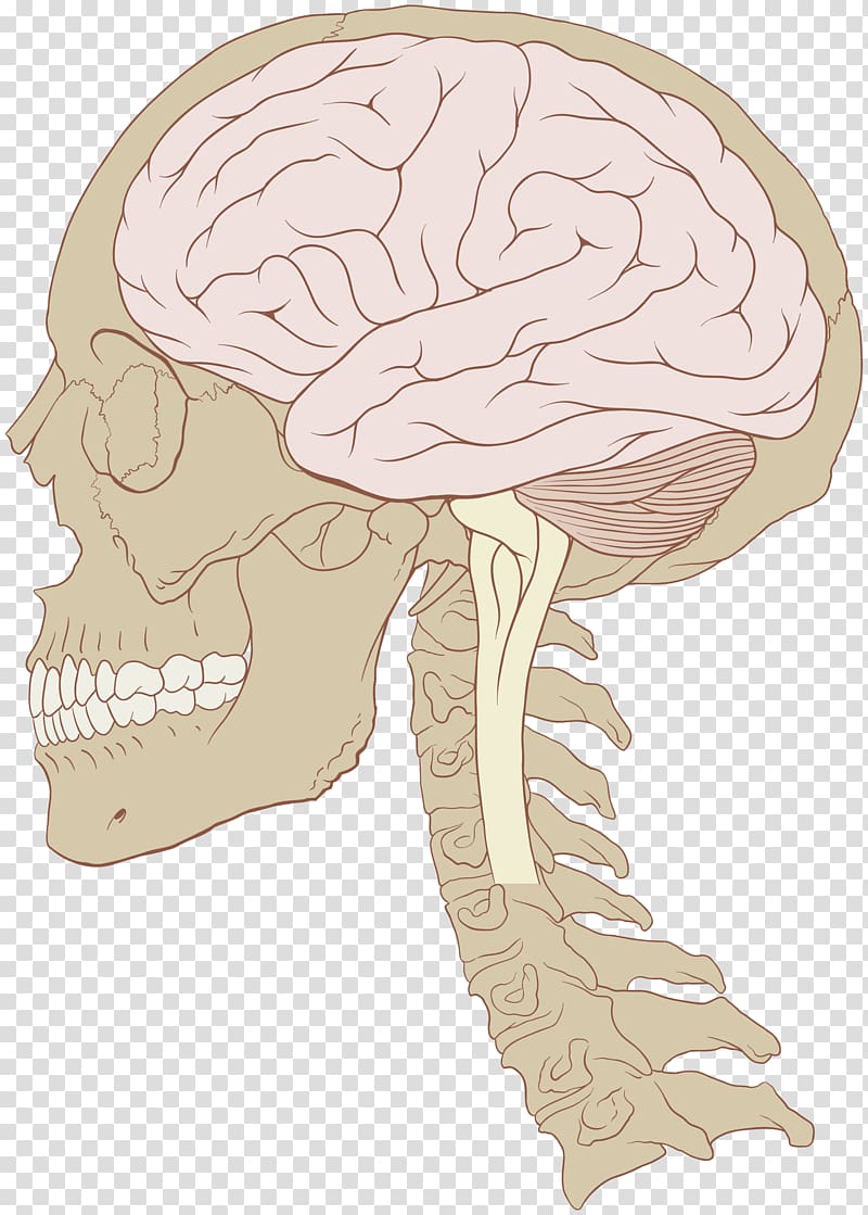 Human brain Skull Nervous system Brain size, Brain transparent background PNG clipart