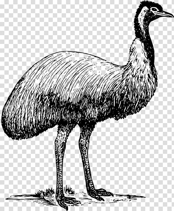 Emu Common ostrich , animal zoo transparent background PNG clipart