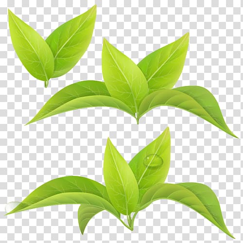Leaf Green tea Matcha White tea, Leaf transparent background PNG clipart