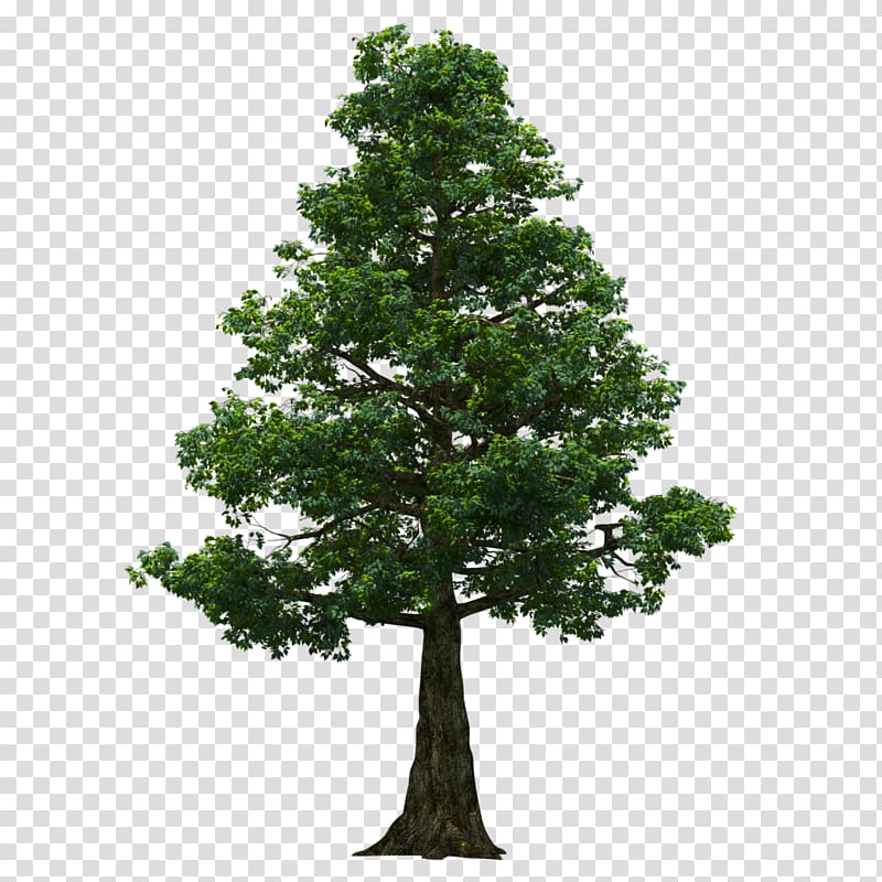 Tree, oak transparent background PNG clipart