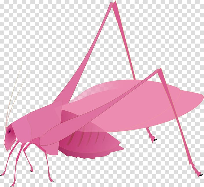 Insect Bush crickets Nowadays, insect transparent background PNG clipart