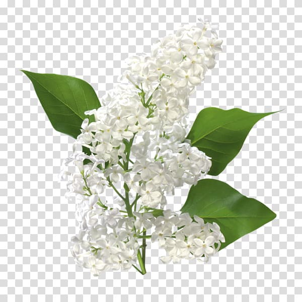 Common lilac Flower Drawing , Psd Files transparent background PNG clipart