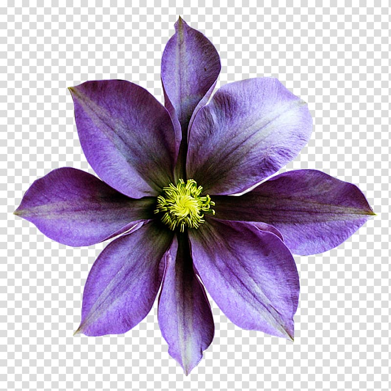 Sweet violet Flower Purple, others transparent background PNG clipart