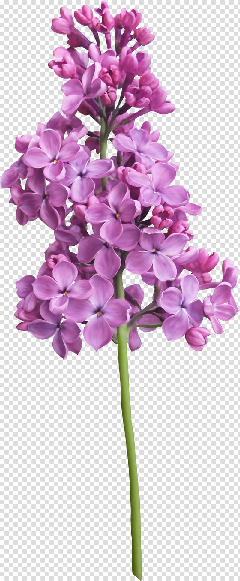 Purple Lilac Flower, lilac transparent background PNG clipart