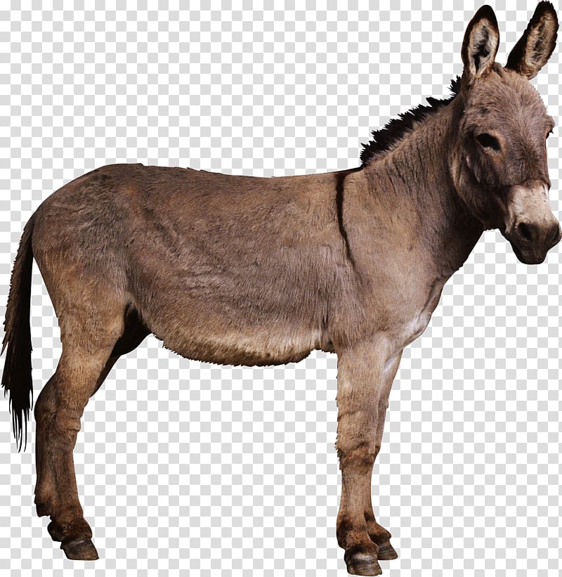 gray donkey, Donkeys in North America Horse Mule, Donkey transparent background PNG clipart