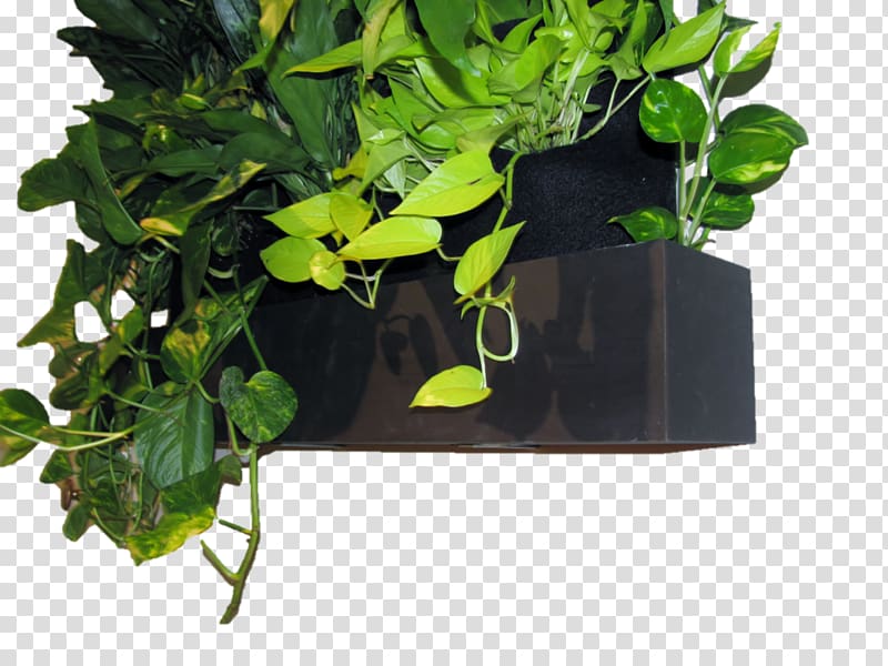 Plant Green wall Flowerpot Reservoir, Aquatic plants transparent background PNG clipart