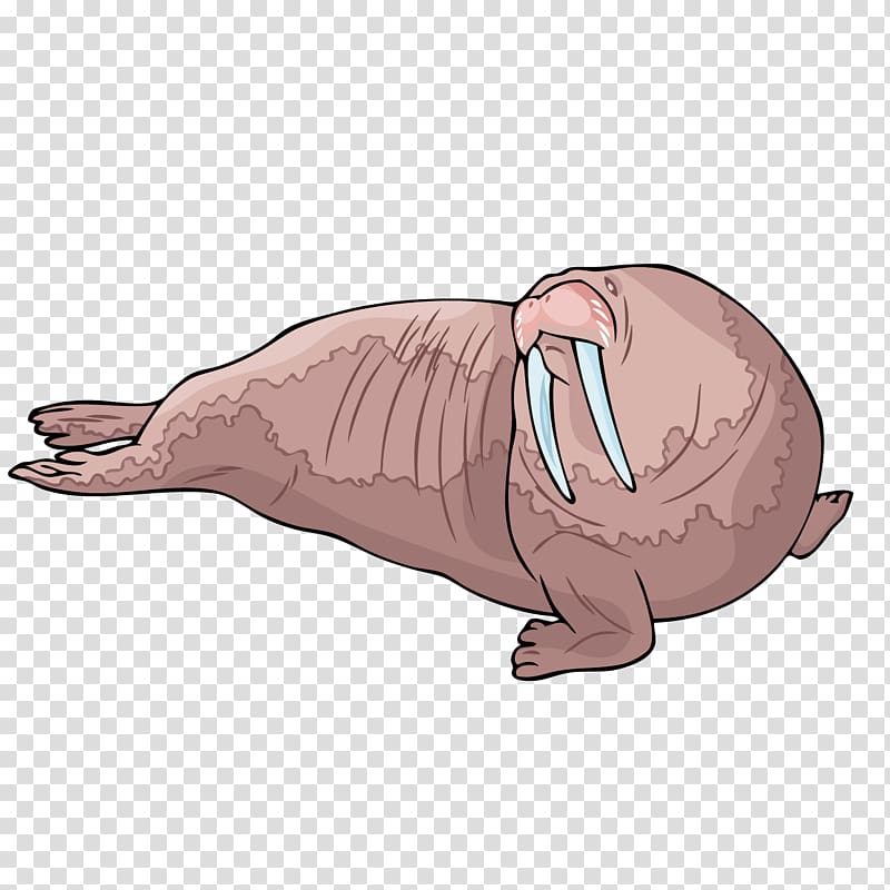 Walrus Sea lion Beaver Carnivora Illustration, Cartoon sea lion transparent background PNG clipart