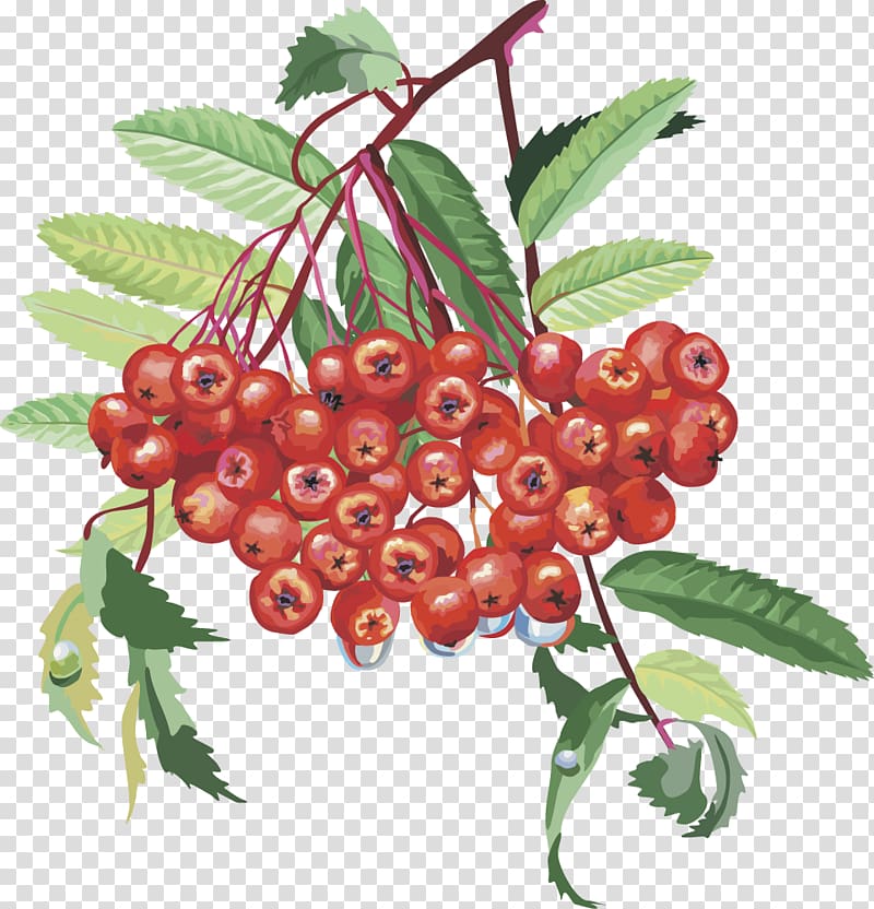 Sorbus aucuparia Rosaceae Rowan Nalewka Tree, lantern fruit cherry fruits transparent background PNG clipart