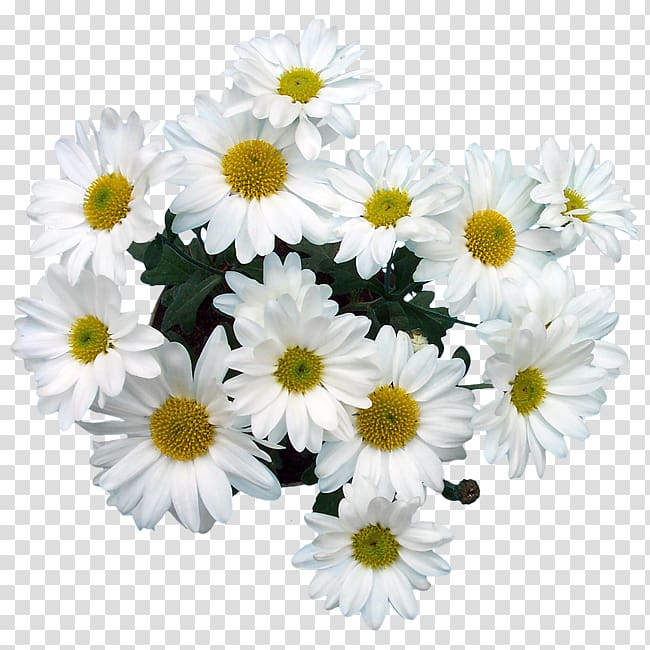 Common daisy Marguerite daisy Oxeye daisy Chrysanthemum Roman chamomile, Albert Camus transparent background PNG clipart