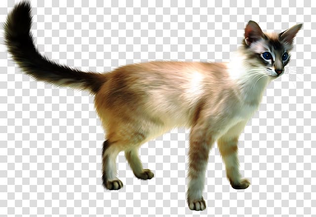 Javanese cat Siamese cat Balinese cat British Shorthair Siberian cat, Dog transparent background PNG clipart