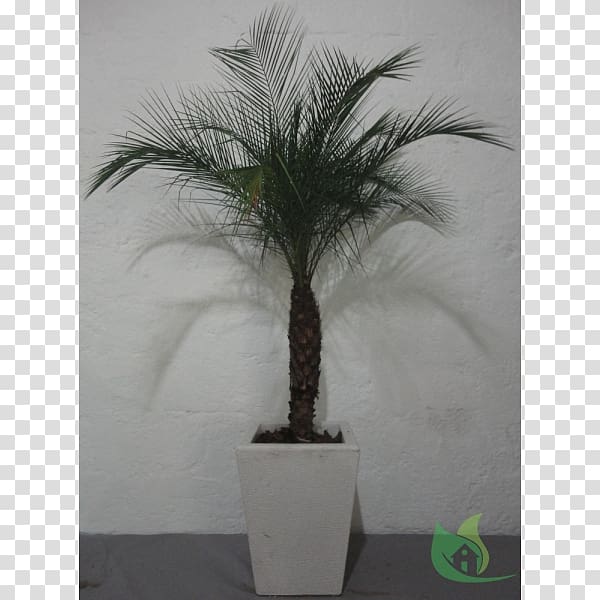 Asian palmyra palm Flowerpot Date palm Houseplant Arecaceae, Phoenix Roebelenii transparent background PNG clipart
