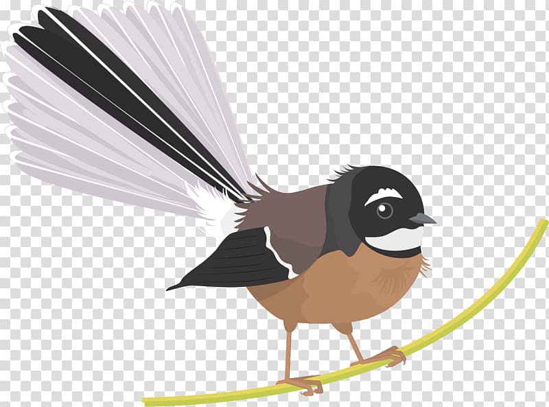 New Zealand fantail Bird Grey fantail Black fantail Philippine pied fantail, goldfish transparent background PNG clipart