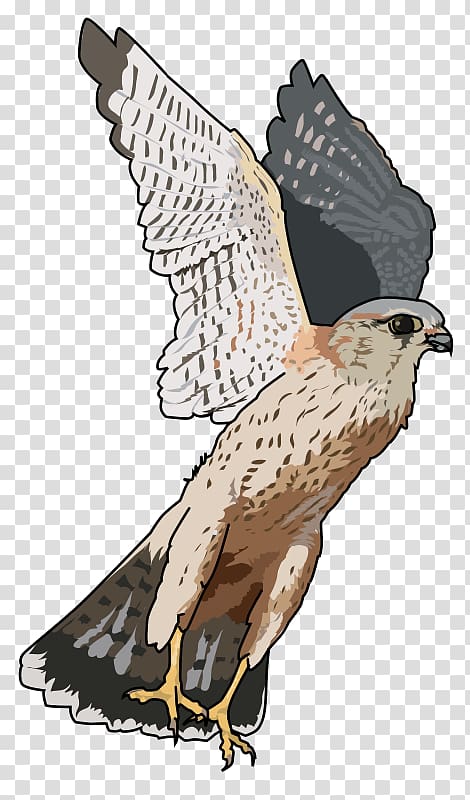 Bird Merlin Open Falcon, Bird transparent background PNG clipart