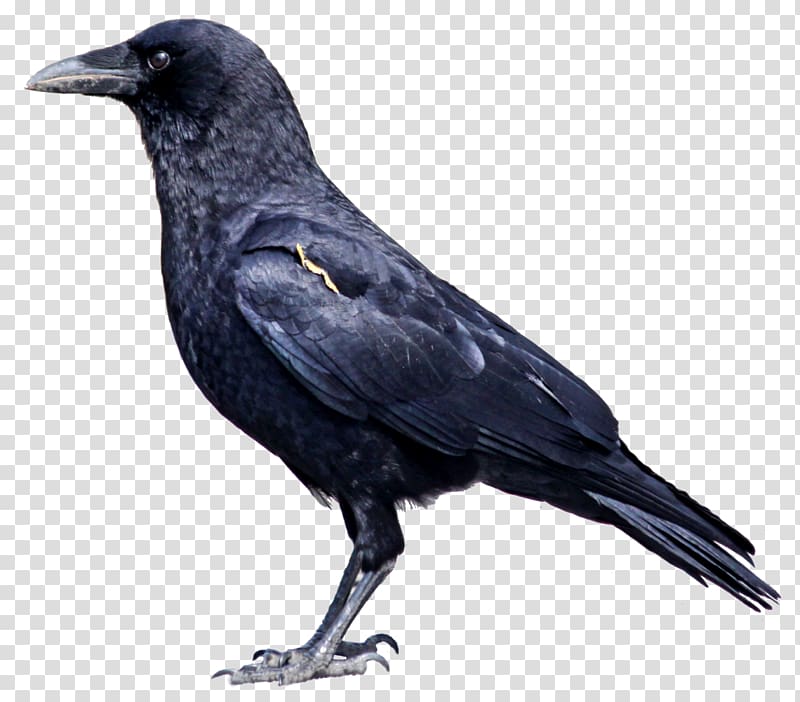 American crow Bird Hooded crow Rook New Caledonian crow, altar transparent background PNG clipart