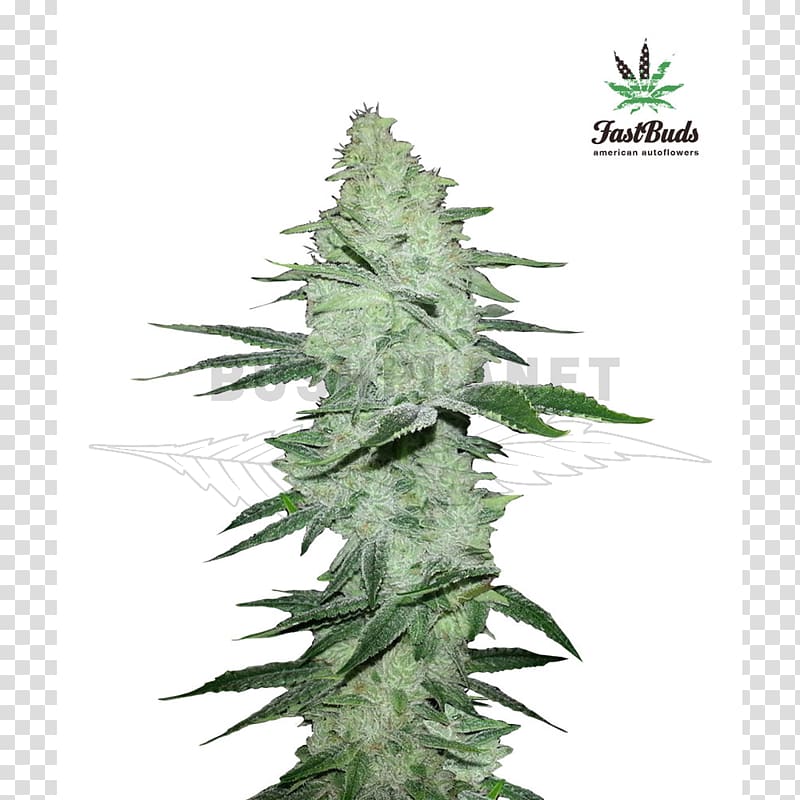 Gorilla Glue 4 Autoflowering cannabis Cannabis ruderalis Cannabis sativa, cannabis transparent background PNG clipart