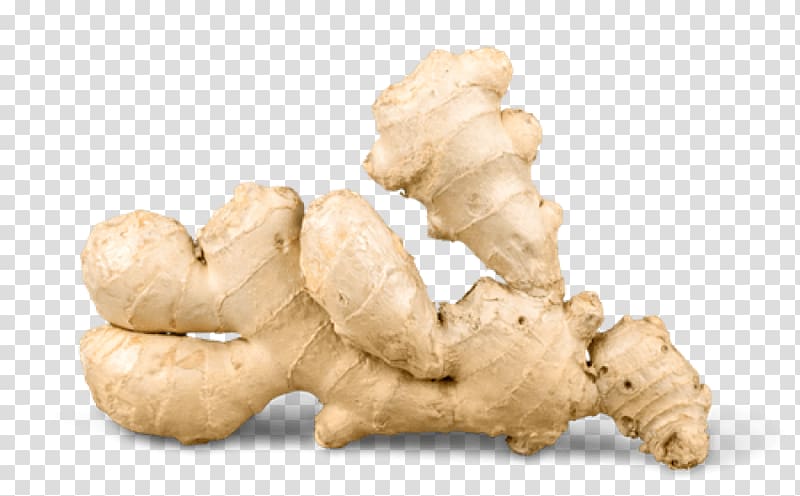 ginger rhizome clipart