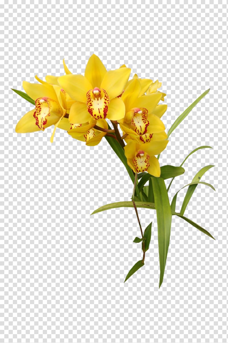 yellow Orchids, Flower Yellow Orchids , orchid transparent background PNG clipart