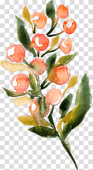 round red fruits illustration, Watercolor painting Green, Emerald green leaves vintage watercolor transparent background PNG clipart round red fruits illustration, Watercolor painting Green, Emerald green leaves vintage watercolor transparent background PNG clipart thumbnail