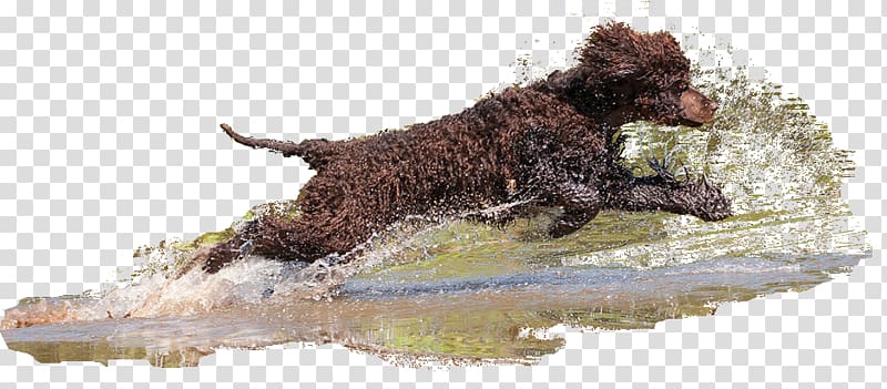Irish Water Spaniel Boykin Spaniel Spanish Water Dog Dog breed American Water Spaniel, irish water spaniel transparent background PNG clipart