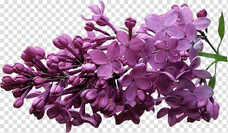 Lilac Violet , Creative pull flowers purple flowers Free transparent background PNG clipart