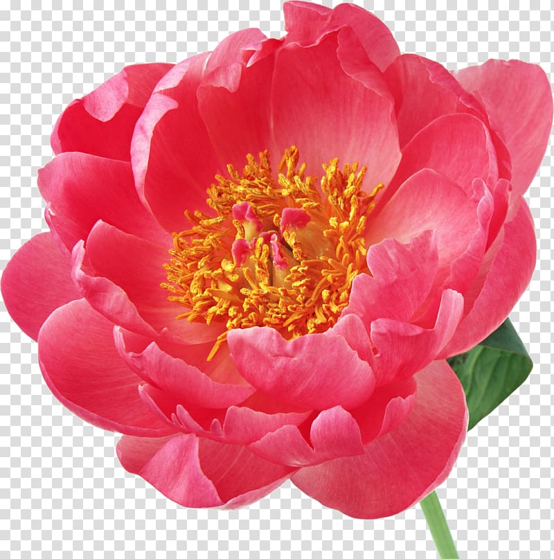 Peony Flower Desktop , peony transparent background PNG clipart