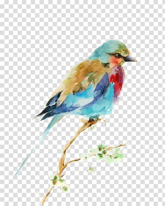 bird transparent background PNG clipart