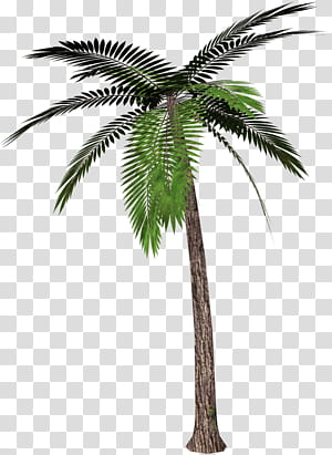 Palmier PNG, Palmiers PNG, Palmier, Tropical Tree PNG