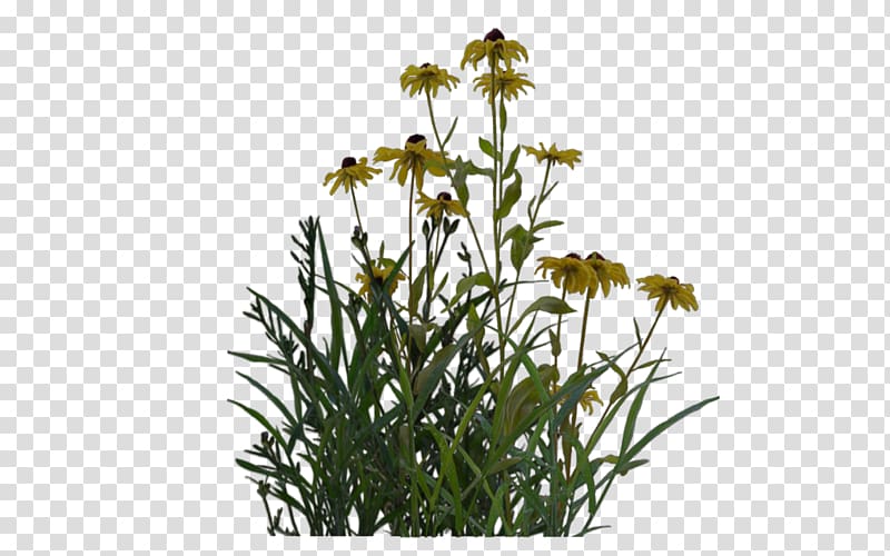 English lavender Plant Shrub Ornamental grass, plants transparent background PNG clipart