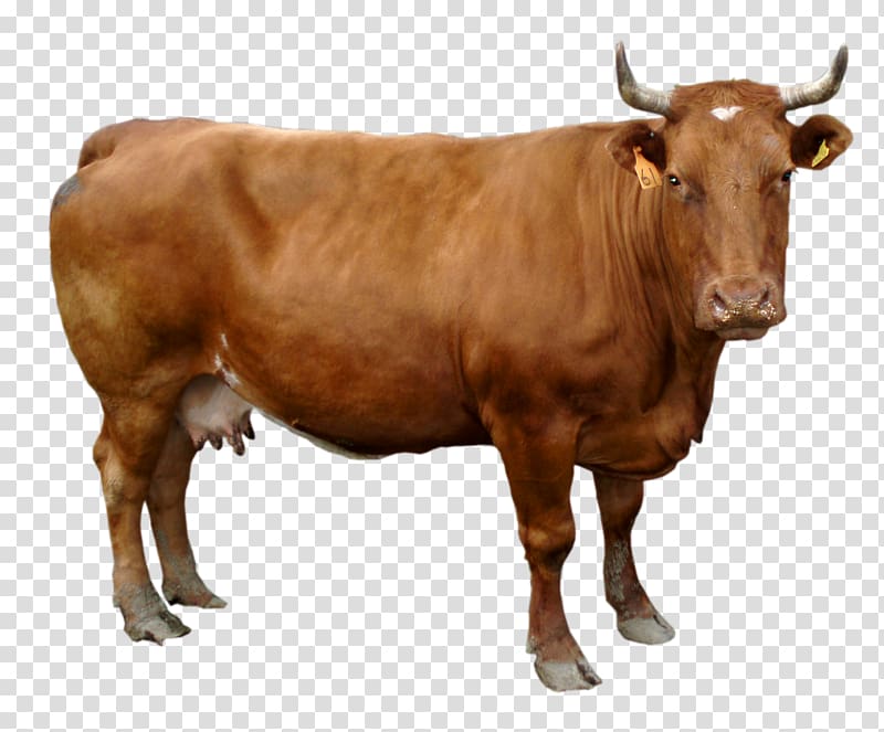 brown cattle, Holstein Friesian cattle , brown Cow transparent background PNG clipart