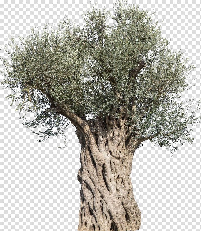 green and gray tree illustration, Olive Tree Mediterranean cuisine Branch, olive tree transparent background PNG clipart