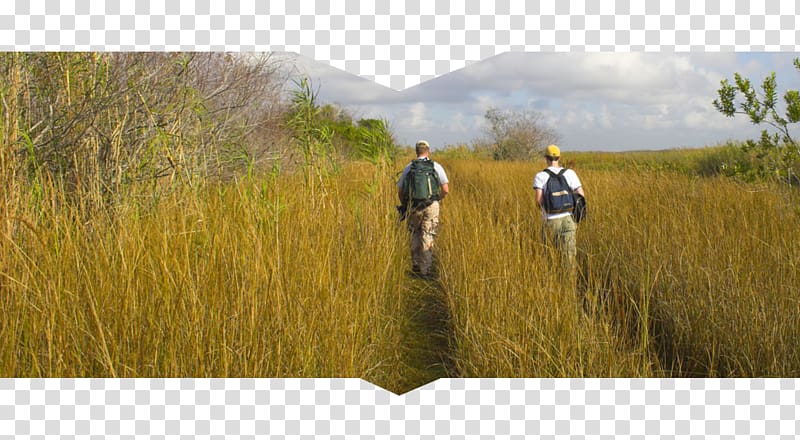 Everglades National Park Hiking, park transparent background PNG clipart