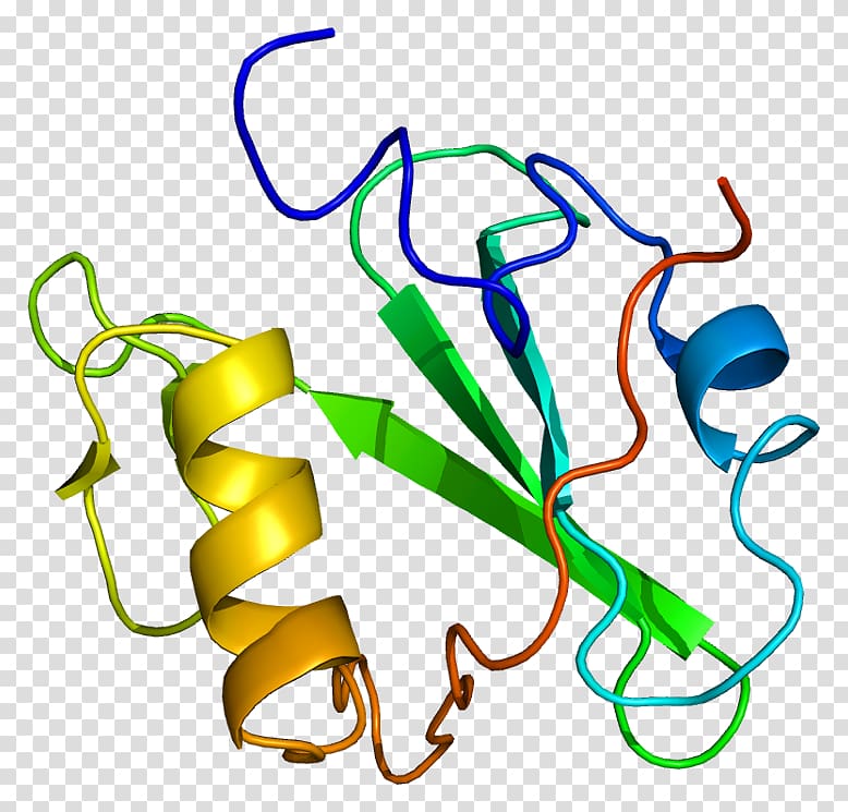 Signal transducing adaptor protein SH2 domain SHCBP1 Protein–protein interaction, others transparent background PNG clipart