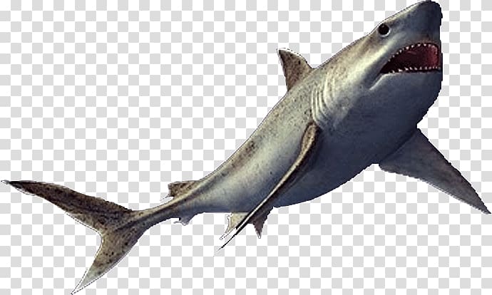 Reptile Squalicorax Vertebrate Enchodus Mackerel sharks, shark teeth transparent background PNG clipart