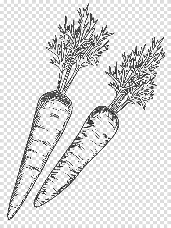 Line art Drawing Shading Radish, sauce dip transparent background PNG clipart