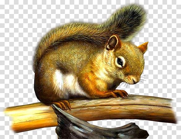 Tree squirrel Chipmunk Rodent, squirrel transparent background PNG clipart