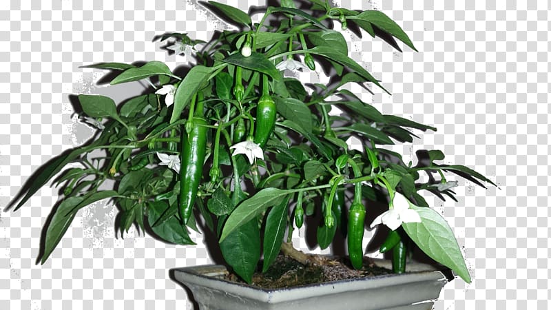 Cayenne pepper Chili pepper Fatalii Padrón peppers Bonsai styles, Japanese Bonsai transparent background PNG clipart