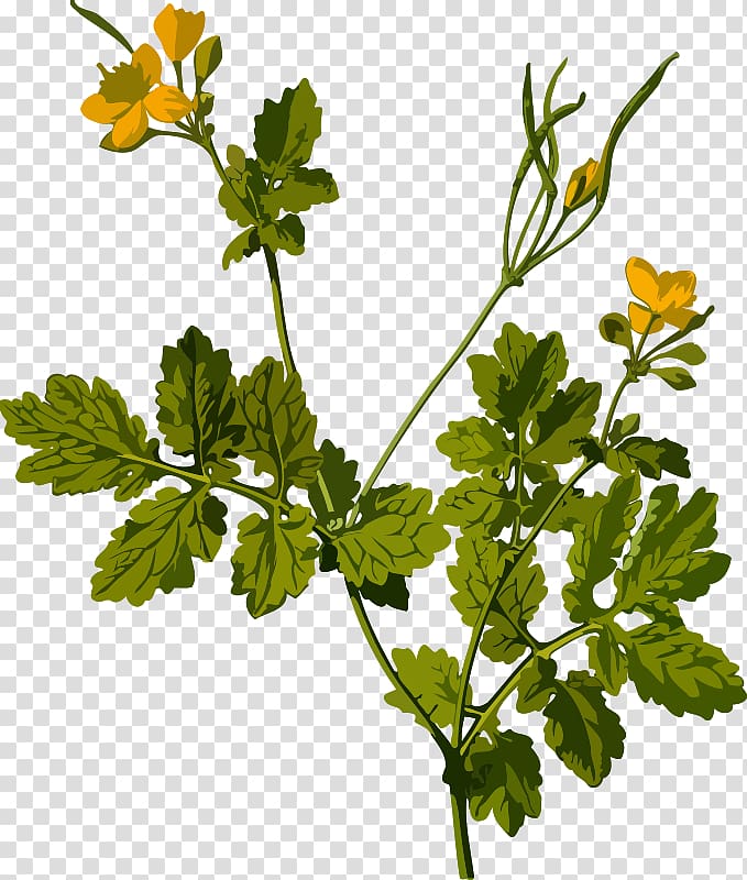 Greater celandine Herbaceous plant Ficaria verna, Greater transparent background PNG clipart