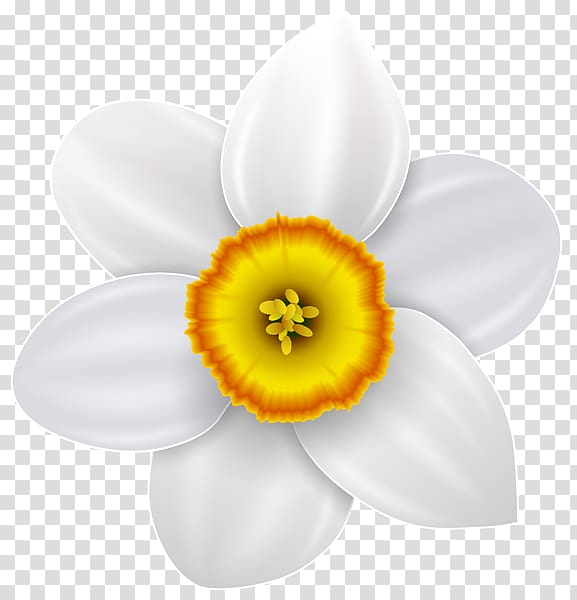 Narcissus Drawing , flower transparent background PNG clipart