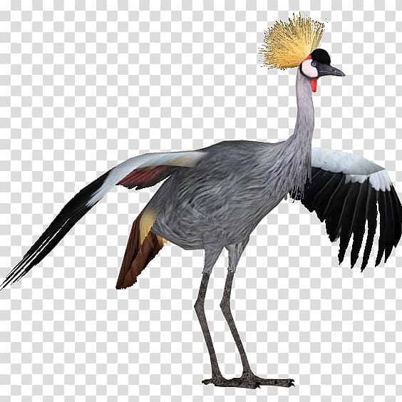 Zoo Tycoon 2 Grey crowned crane Longisquama Bird, crane transparent background PNG clipart