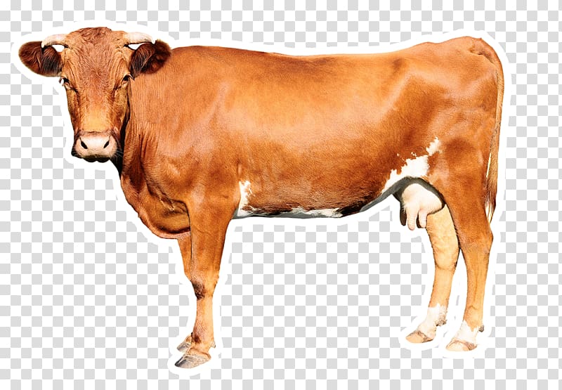 Management in Minutes Cattle Animal slaughter Live, cow transparent background PNG clipart