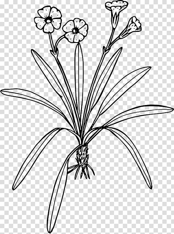 Line art Drawing Black and white Flower , primrose transparent background PNG clipart
