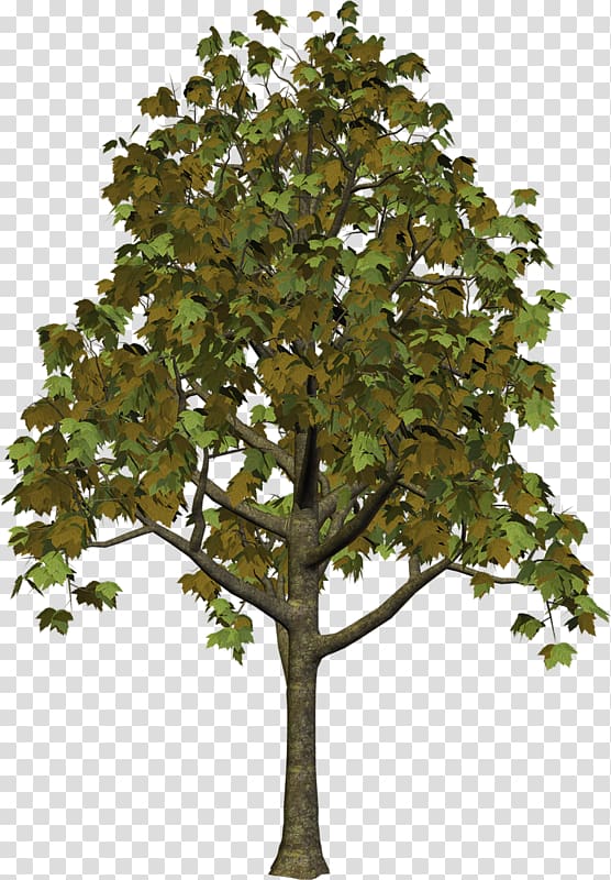 Tree Snag , tree transparent background PNG clipart