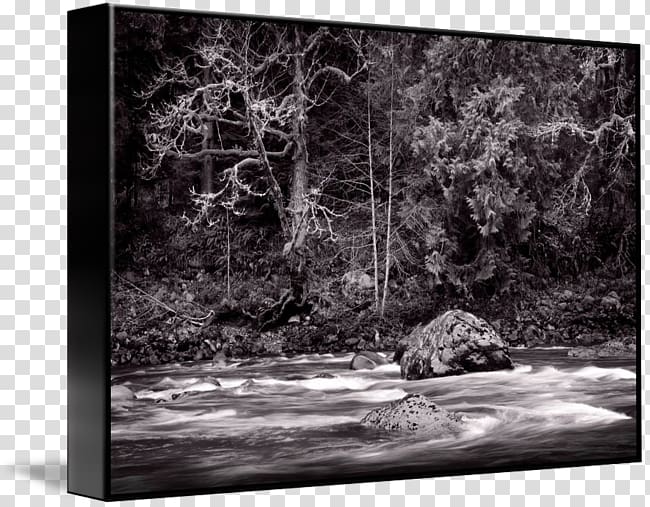 Bayou Frames Nature, tree transparent background PNG clipart