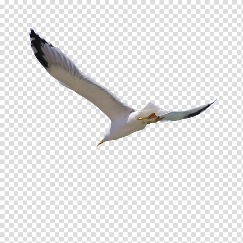 white and black bird flying, Bird Flight Wing, Flying bird transparent background PNG clipart