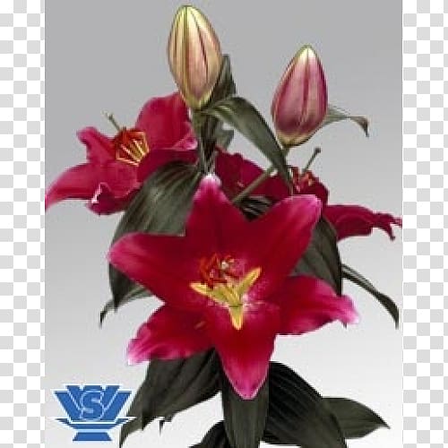 Lilium Flower Bulb Plant Oriental Hybrids, blooming lilies transparent background PNG clipart