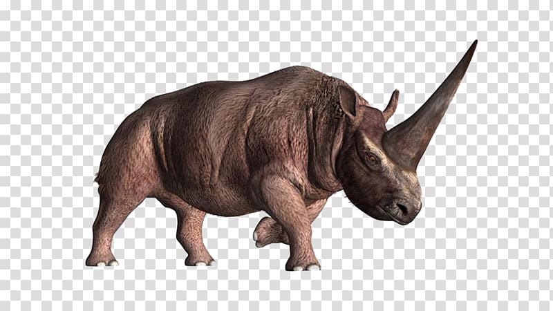 Elasmotherium Horn Unicorn Prehistory Woolly rhinoceros, Rhino Creative transparent background PNG clipart