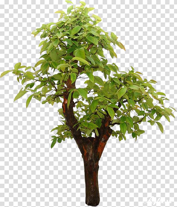 Tree Branch Bonsai Chinese sweet plum Japanese maple, tree transparent background PNG clipart
