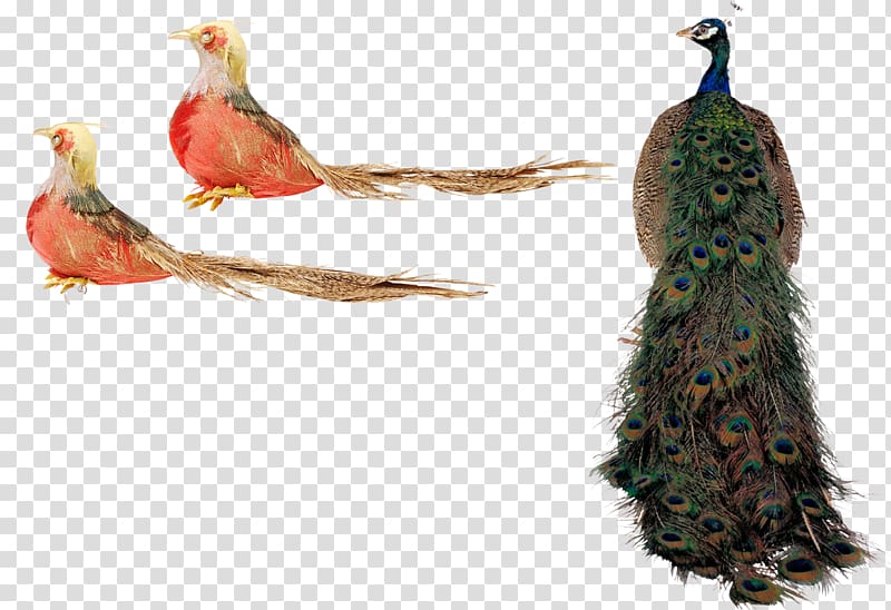 Bird Peafowl, Peacock bird animals psd layered material transparent background PNG clipart